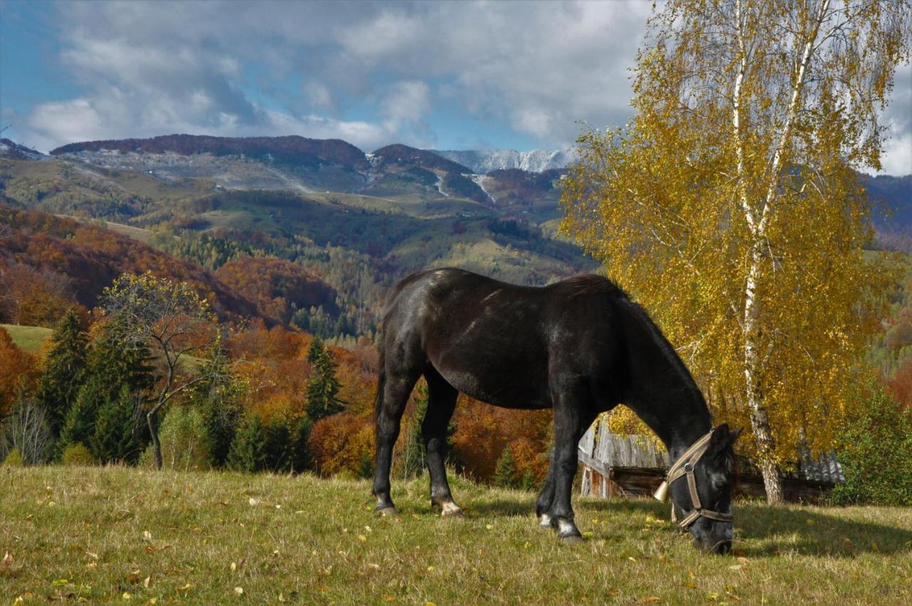 Cabanuta Din Munti Hotell Moieciu de Jos Exteriör bild